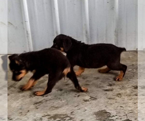 Medium Photo #48 Rottweiler Puppy For Sale in RIEGELWOOD, NC, USA
