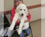 Small Photo #6 English Cream Golden Retriever Puppy For Sale in NORTHWOOD, OH, USA