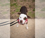Small #12 American Pit Bull Terrier Mix