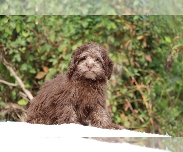 Medium Photo #22 ShihPoo Puppy For Sale in DYERSBURG, TN, USA