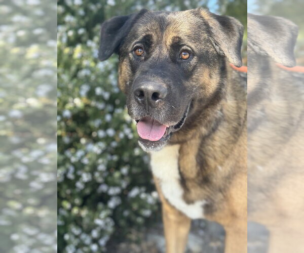 Medium Photo #8 Akita Puppy For Sale in Salinas, CA, USA