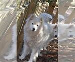 Small Photo #1 Siberian Husky Puppy For Sale in DINWIDDIE, VA, USA