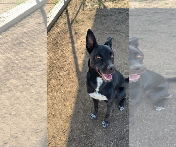 Medium Photo #1 Mutt Puppy For Sale in Polson, MT, USA