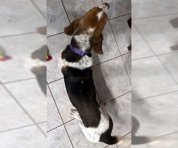 Medium Photo #2 Basset Hound Puppy For Sale in Deepwater, NJ, USA