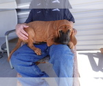 Small Photo #9 Bloodhound Puppy For Sale in JEROME, ID, USA