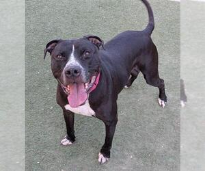 American Pit Bull Terrier-Unknown Mix Dogs for adoption in Las Vegas, NV, USA