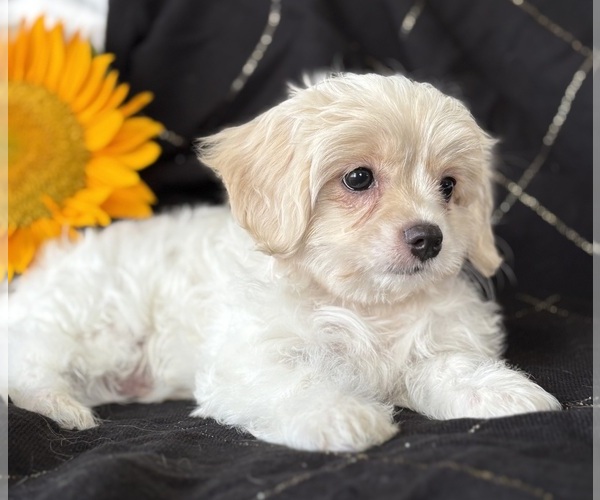 Medium Photo #3 Cav-A-Malt Puppy For Sale in ROCK STREAM, NY, USA