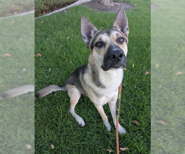 Medium Photo #2 German Shepherd Dog Puppy For Sale in Redlands, CA, USA