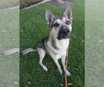 Small #1 German Shepherd Dog