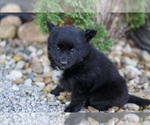 Small Photo #19 Pomsky Puppy For Sale in GOSHEN, IN, USA