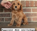 Small #2 Cockapoo (Miniature)