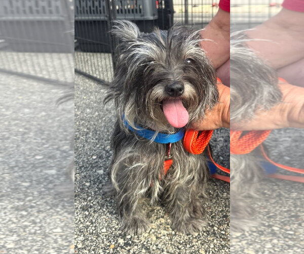 Medium Photo #6 Shih Tzu-Unknown Mix Puppy For Sale in Grafton, WI, USA