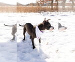Small #9 Mutt