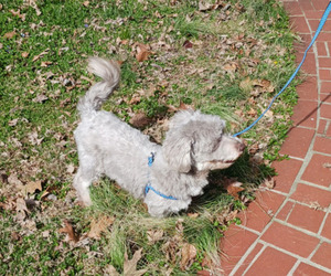 Havanese Puppy for sale in WINSTON SALEM, NC, USA