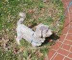 Image preview for Ad Listing. Nickname: ROXIE