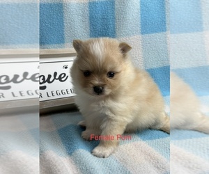 Pomeranian Puppy for sale in SILEX, MO, USA