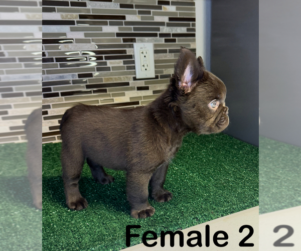 Medium Photo #5 French Bulldog Puppy For Sale in SAN ANTONIO, TX, USA