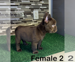 Small #4 French Bulldog