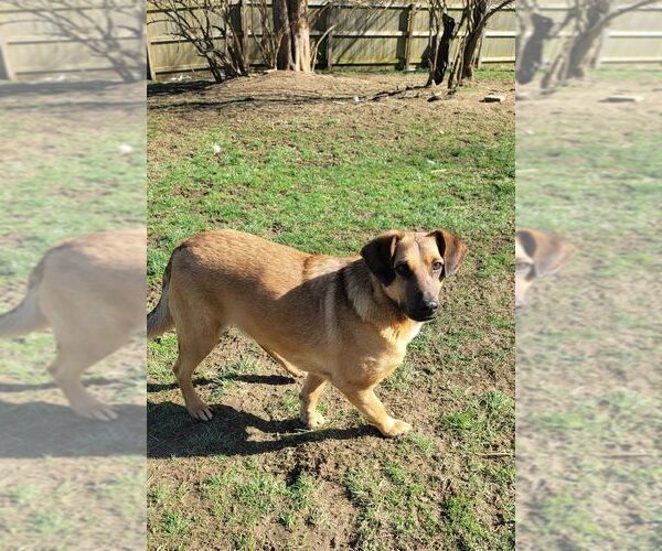 Medium Photo #2 Mutt Puppy For Sale in Aurora, IN, USA