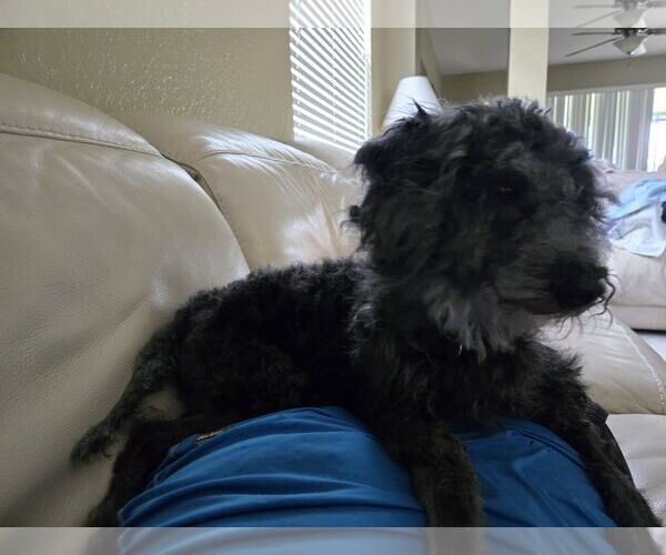Medium Photo #4 Poodle (Miniature) Puppy For Sale in Sanford, FL, USA