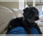 Small Photo #4 Poodle (Miniature) Puppy For Sale in Sanford, FL, USA