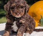 Small #1 Miniature Bernedoodle