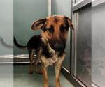 Small German Shepherd Dog