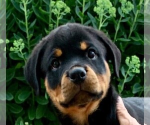 Rottweiler Puppy for sale in NAPPANEE, IN, USA