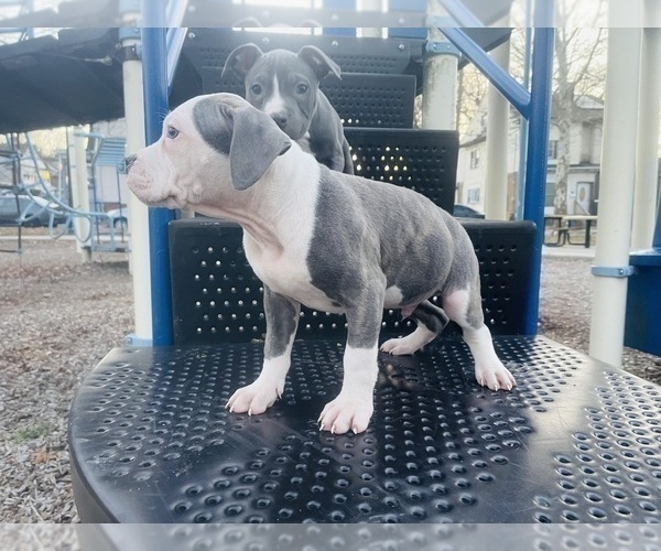 Medium Photo #2 American Pit Bull Terrier Puppy For Sale in TRENTON, NJ, USA
