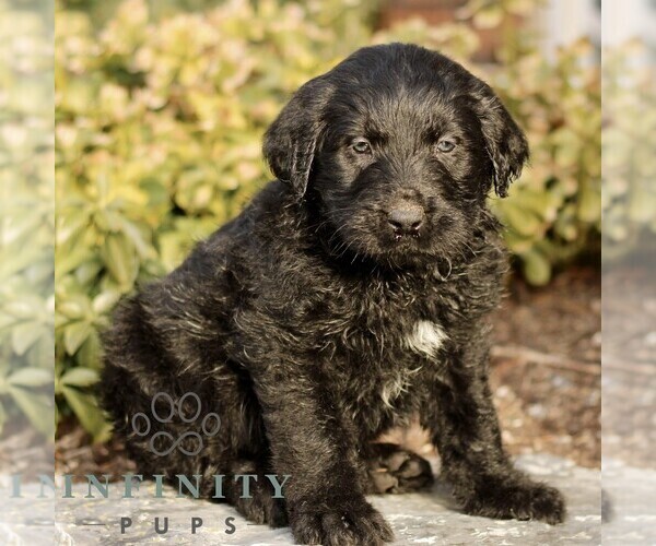 Medium Photo #3 Labradoodle Puppy For Sale in RONKS, PA, USA