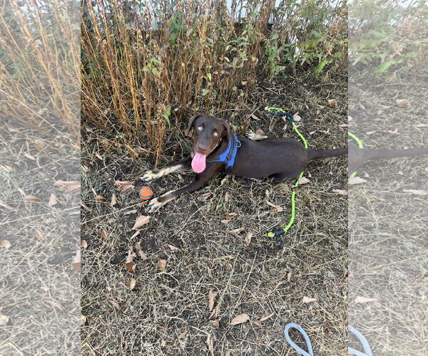 Medium Photo #9 Labrador Retriever-Unknown Mix Puppy For Sale in Aurora, CO, USA