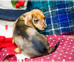 Small #2 Dachshund
