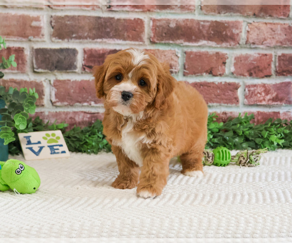 Medium Photo #6 Cavapoo (Miniature) Puppy For Sale in SYRACUSE, IN, USA