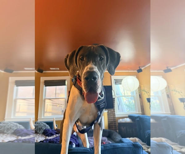 Medium Photo #5 Great Dane Puppy For Sale in Huntersville, NC, USA