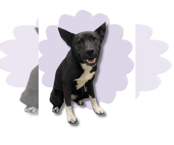 Medium Photo #1 Siberian Husky-Unknown Mix Puppy For Sale in HESPERIA, CA, USA