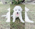 Image preview for Ad Listing. Nickname: Tilly