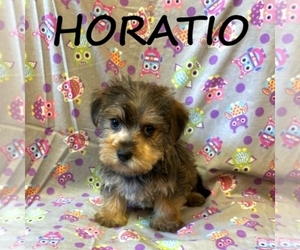 Snorkie Puppy for sale in HARTLAND, MN, USA