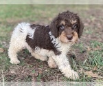Small Photo #3 Goldendoodle Puppy For Sale in CANON, GA, USA