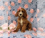 Small Photo #1 Cavapoo Puppy For Sale in KINZERS, PA, USA