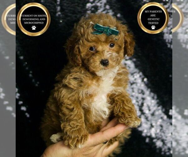 Medium Photo #7 Maltipoo Puppy For Sale in WARSAW, IN, USA