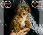 Small #6 Maltipoo