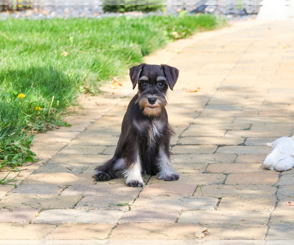 Medium Photo #12 Schnauzer (Miniature) Puppy For Sale in SYRACUSE, IN, USA