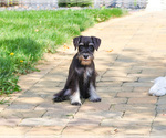 Small #11 Schnauzer (Miniature)
