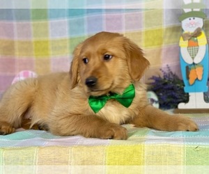 Golden Retriever Puppy for sale in LANCASTER, PA, USA