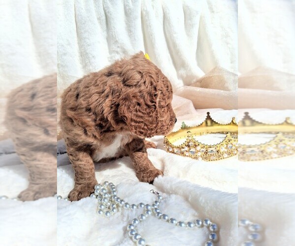 Medium Photo #24 Goldendoodle (Miniature) Puppy For Sale in GASTONIA, NC, USA