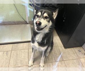 Siberian Husky-Unknown Mix Dogs for adoption in Grand Prairie, TX, USA