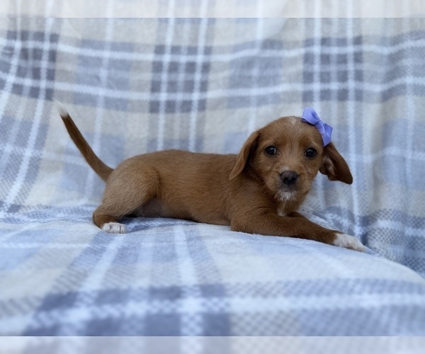 Medium Photo #3 Beagle-Labradoodle Mix Puppy For Sale in LAKELAND, FL, USA