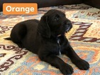 Small Photo #1 Labradoodle Puppy For Sale in CLINTON CNTY, OH, USA