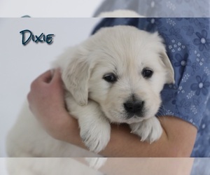 English Cream Golden Retriever Puppy for sale in NEW HOLLAND, PA, USA