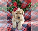 Small Photo #7 Labrador Retriever Puppy For Sale in CHRISTIANA, PA, USA
